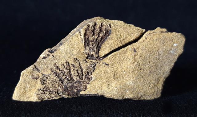 Sostronocrinus sp. (STRIMPLE & McGINNIS 1969) - Bild © FossNet FossilienStore